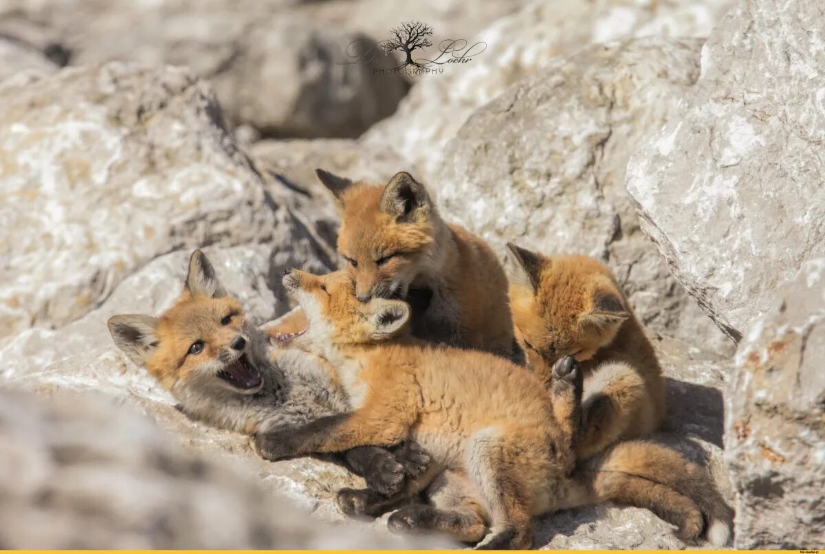 Стишок про лису. Жилище лисы. Лисья нора в лесу. Лисья нора устройство. Лисья нора схема.