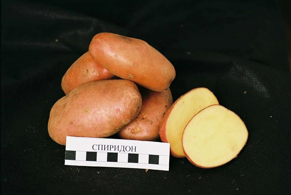 Сорта картофеля фото с названиями и описанием. Сорт Хибинский ранний картофель.