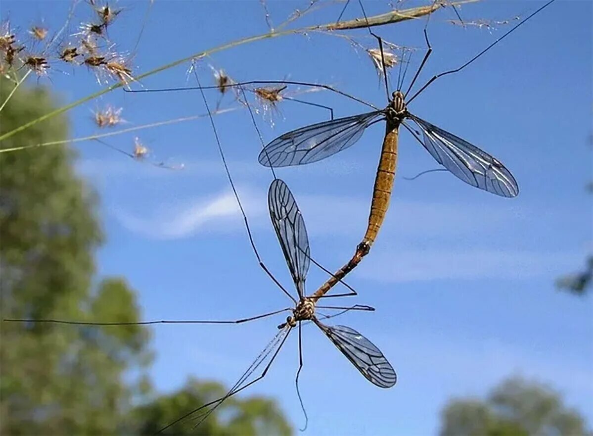 Как называется большой комар. Комар гигант - долгоножка. Малярийный комар долгоножка. Малярийный комар большой комар. Малярийный комар гигантский.
