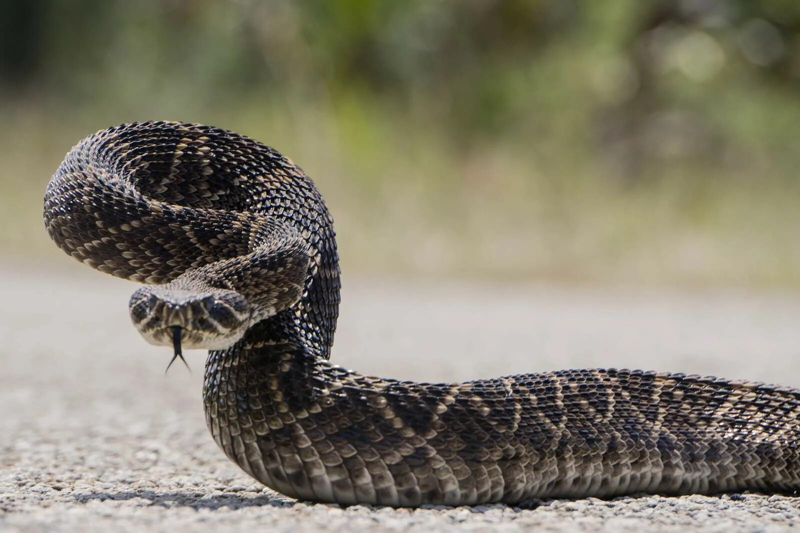 Snakes are dangerous. Ямкоголовая гадюка. Ядовитые змеи гремучая змея. Гремучая гадюка. Техасский гремучник.