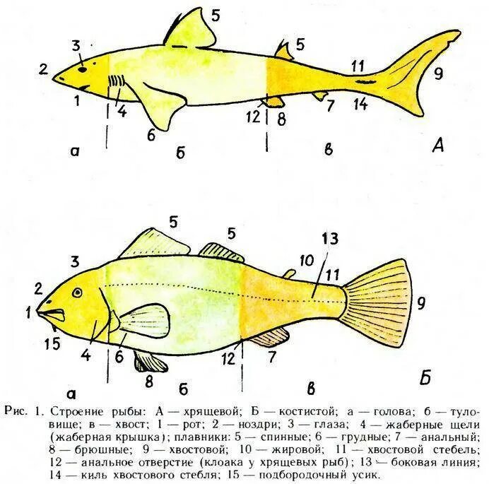 У какой рыбы хвост. Строение костных рыб и хрящевых рыб. Строение хвостового плавника у хрящевых рыб. Строение плавников костных рыб. Строение плавника рыбы.