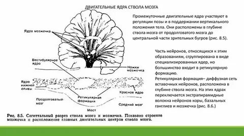 Ядра мозжечка