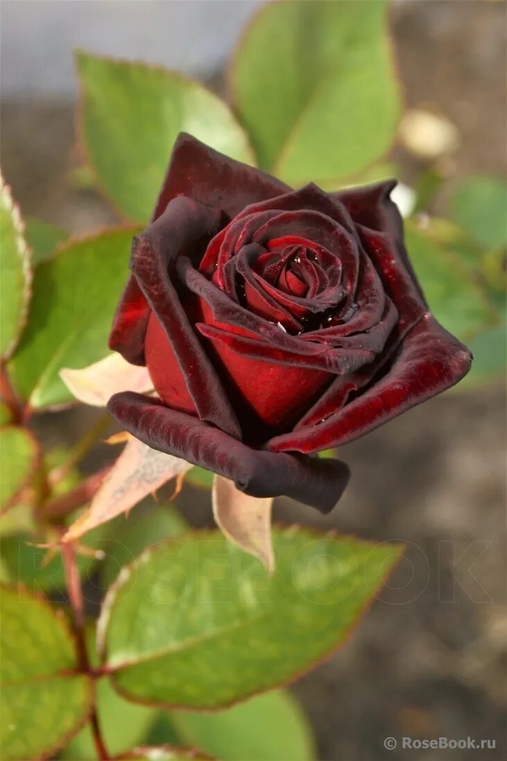 Галерея роз - Black Baccara - Энциклопедия роз