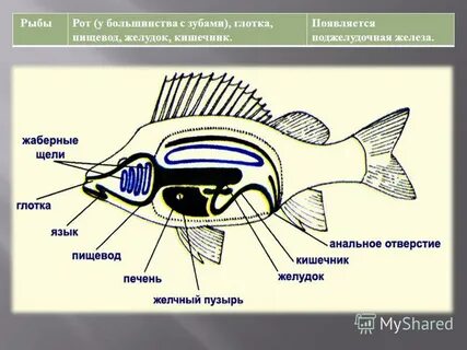 Строение рта рыбы