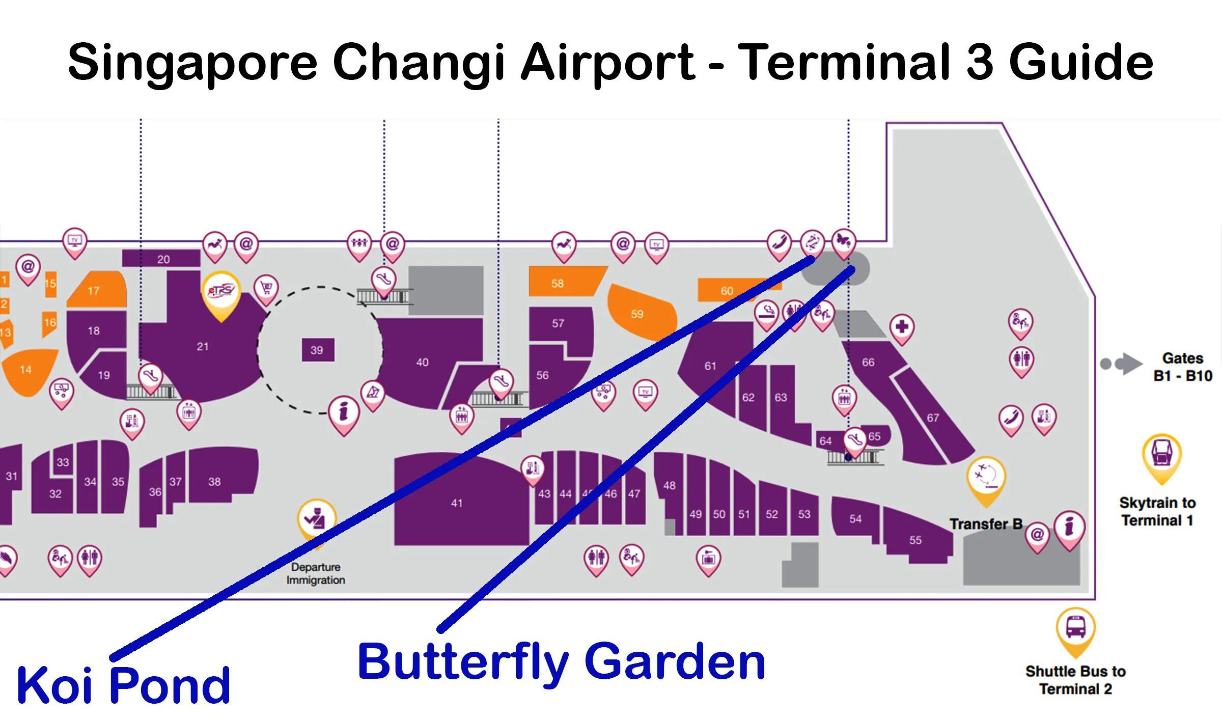 Аэропорт Сингапура схема. Singapore Changi Airport Butterfly Garden. Аэропорт Сингапура терминал 3. Аэропорт Чанги терминал 3.