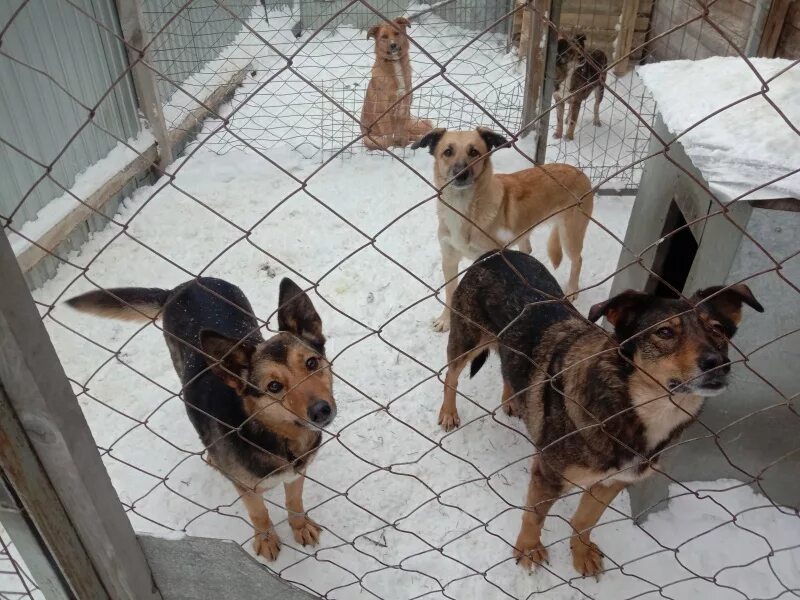 Большие собаки для квартиры. Стаффордширский терьер нянька. Дом для собаки. Родезийский риджбек. Терьеры компаньоны.