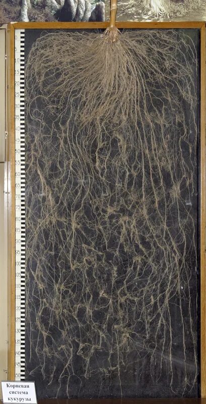 Придаточные корни кукурузы. Корневая система кукурузы. Воздушные корни кукурузы. Корень кукурузы. Кукуруза стебель корень.