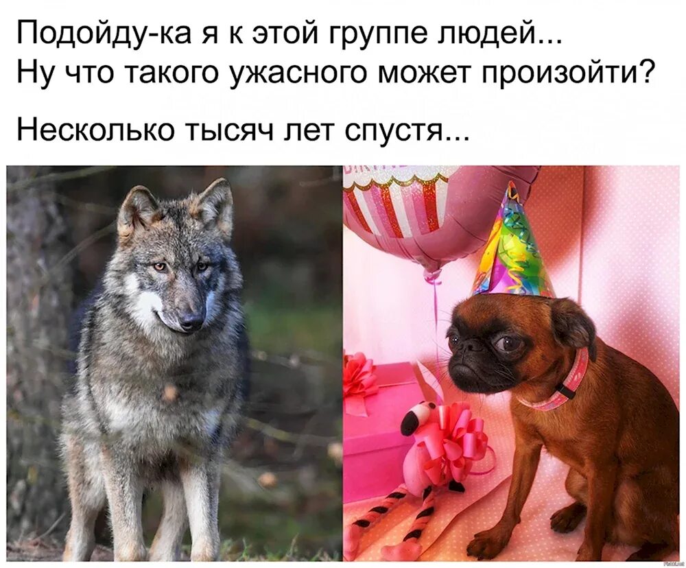 Собаки хорошие или плохие