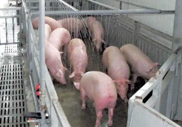 Как вырастить свиней. Домики для свиноматки. Доращивание поросят на свинокомплексе. Вырастить двух поросят. Выращивание свиней в домашних условиях для начинающих.