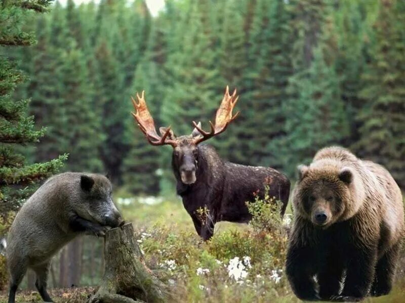 Животные леса. Звери леса. Животный мир тайги. Лось и медведь.