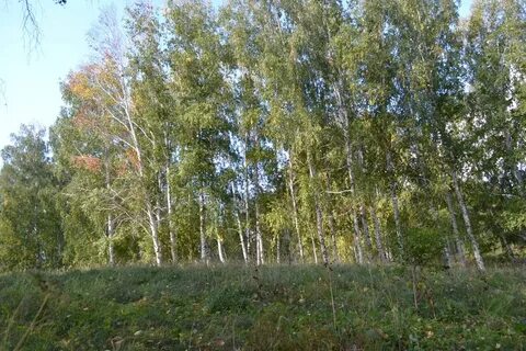 Погода точный лесной