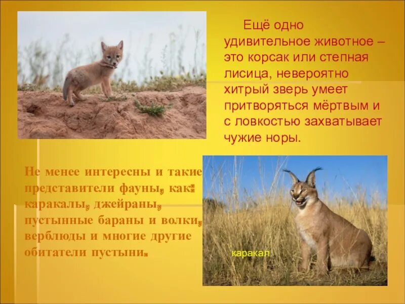 Корсак сообщение 4 класс окружающий мир. Сообщение о животных полупустынь. корсак презентация 4 класс. животные пустынь и полупустынь в россии презентация. растения и животные из полупустыни.