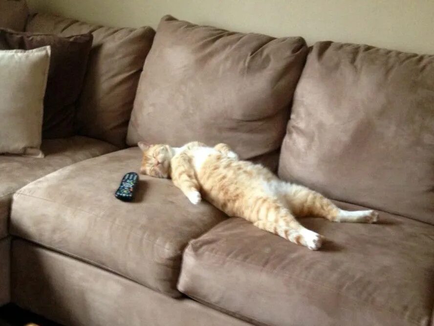 Кот лени. Кот лени. Ленивая кошечка. Кот лени. Ленивый кот.