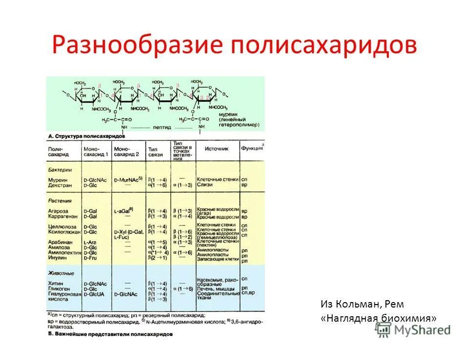 Важнейшие представители. Важнейшие представители