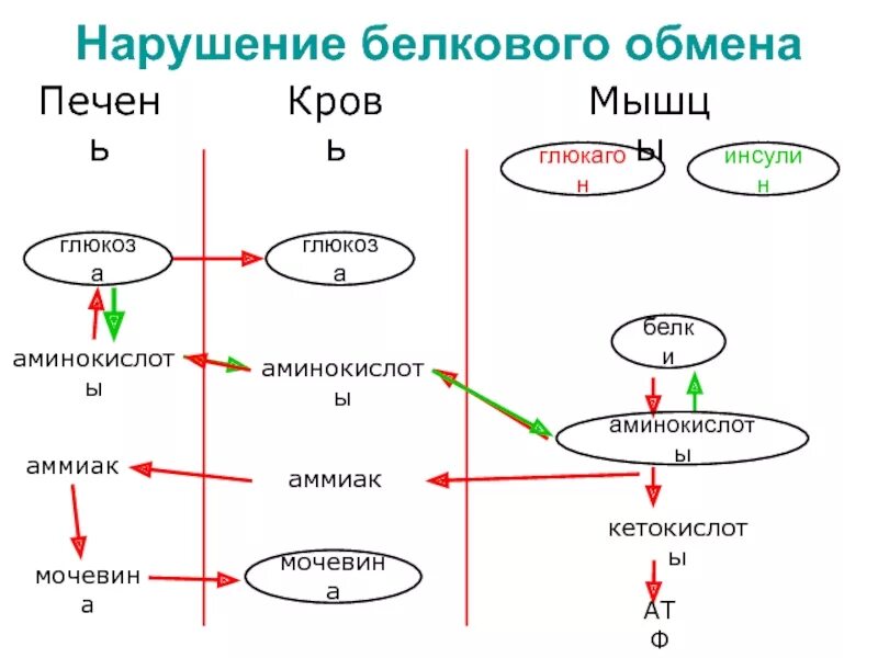 Нарушает синтез белка. Патологии белкового обмена биохимия. Нарушения белкового обмена наблюдаются при следующих заболеваниях. Причины нарушения белкового обмена. Этапы нарушения белкового обмена.