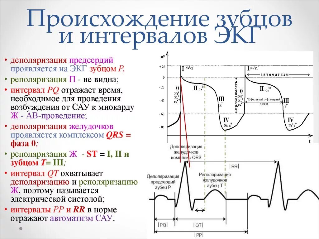 Нормы зубцов и интервалов ЭКГ. Нормы зубцов интервалов и сегментов на ЭКГ. Нормальная ЭКГ зубцы сегменты интервалы. Зубцы интервалы и сегменты ЭКГ норма. Низкоамплитудная экг что это значит