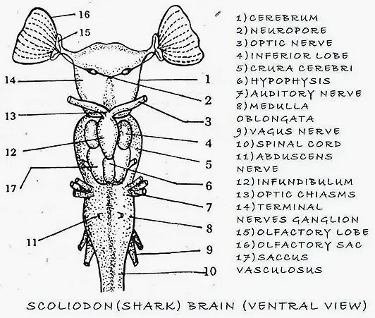 Какой мозг у акулы. Строение головного мозга акулы. Мозг акулы строение. Схема строения головного мозга акулы. Нервная система акулы.