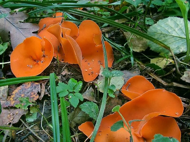 Оранжевые грибы фото Фотокаталог грибов: Алеврия оранжевая (Aleuria aurantia)