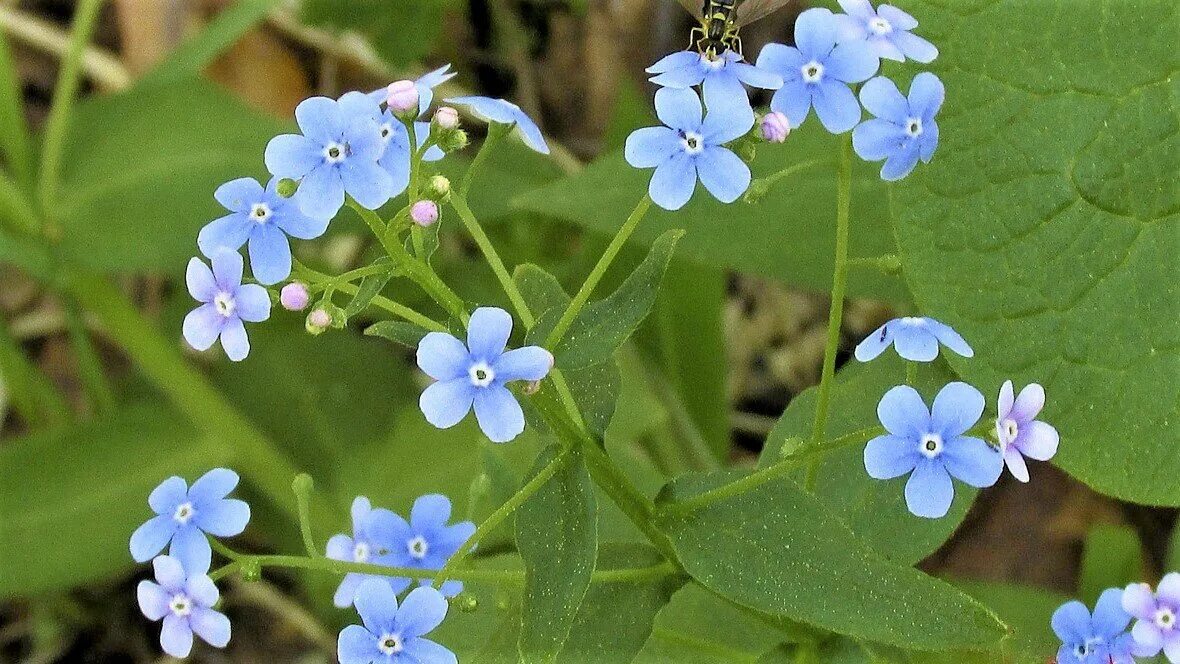 Незабудка Бруннера. Бруннера Сибирская Brunnera sibirica. Бруннера Сибирская Незабудочник. Незабудка Бруннера Сибирская цветок