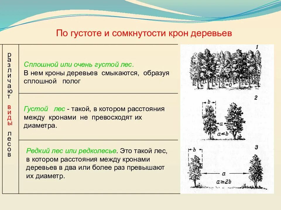 Степень сомкнутости крон древостоя. Сомкнутость крон лесных насаждений таблица. Сомкнутость крон лесных культур. Сомкнутость крон елового леса. В мелколесье юные деревца всех пород