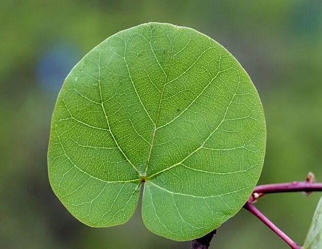 Продолговатый округлый. Церцис Гриффита. Церцис листья. Cercis siliquastrum. Церцис листочки.