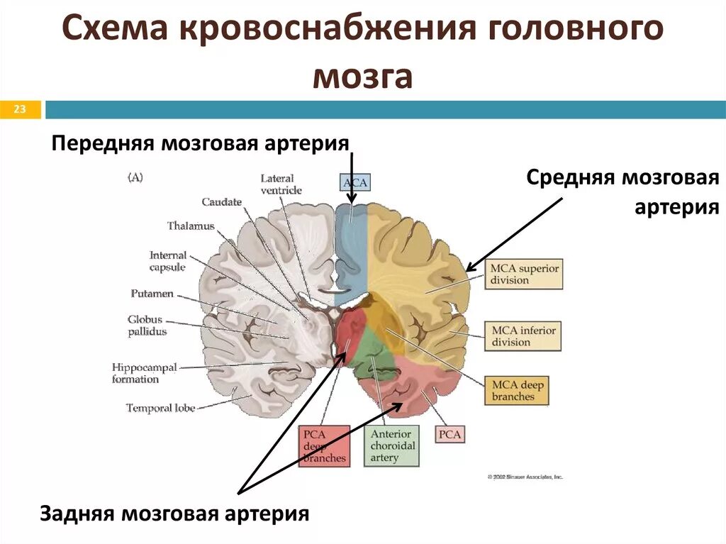 Какая артерия кровоснабжает мозг. Зоны кровоснабжения мозговых артерий. Зоны кровоснабжение головного мозга схема. Зона кровоснабжения средней мозговой артерии. Кровоснабжение ствола головного мозга.