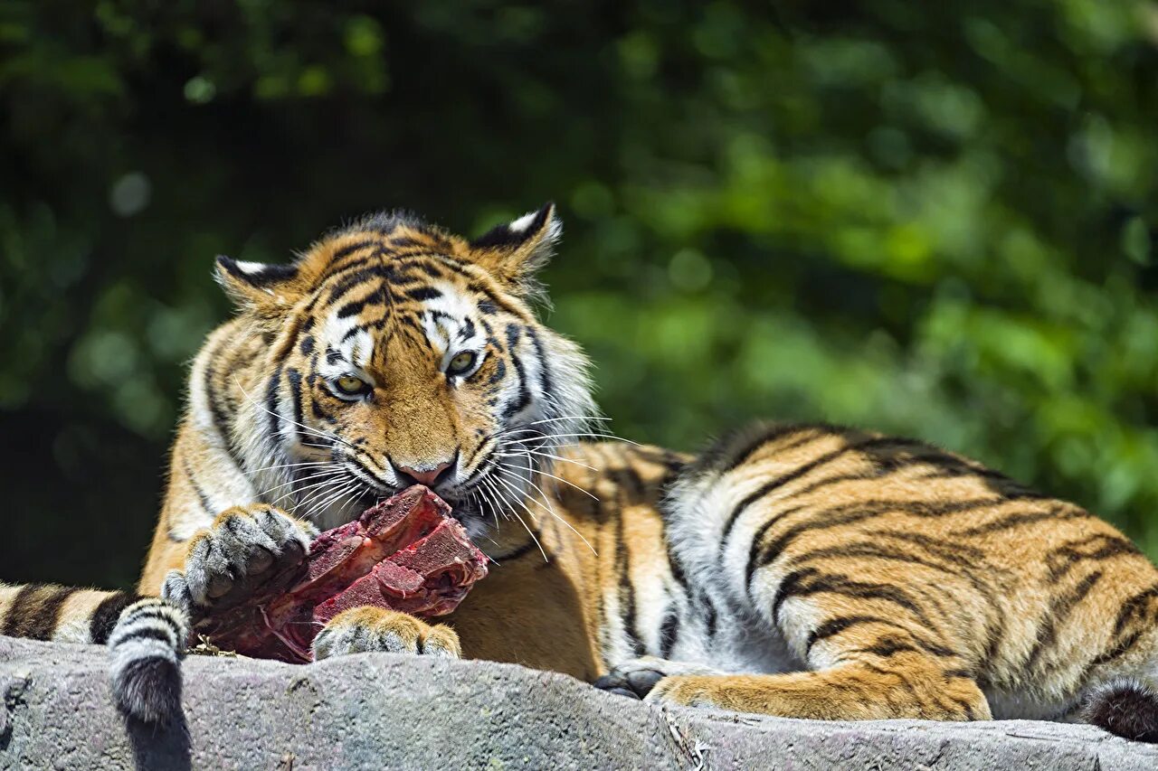 Tiger eat