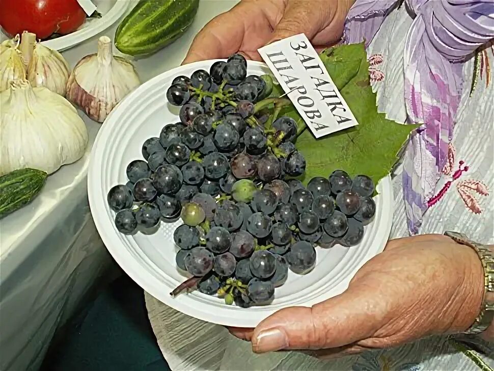 Загадка шарова описание сорта. Виноград Шарова сорта. Виноград загадка Шарова. Виноград загадка Шарова фото. Виноград загадка Шарова посадка.