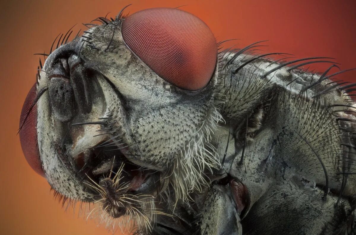 Бактерии на мухе. Мошка гнус под микроскопом. Муха под микроскопом. Мошка Макросъемка. Мех под микроскопом.