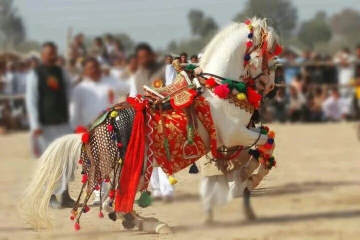 Indian horse