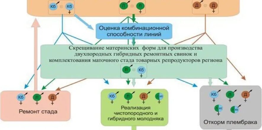 Схема гибридизации в свиноводстве. Схемы для разведения свиней. Схема выращивания свиней. Схема промышленного скрещивания свиней.