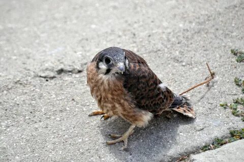 Hawk перевод