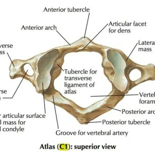 Dens axis
