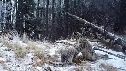 Барс кадры