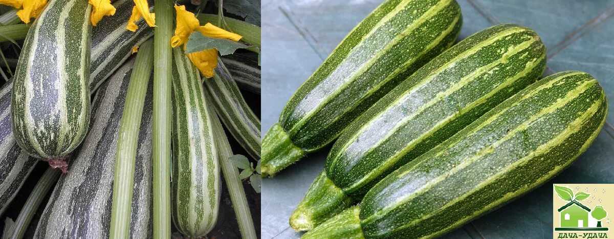 Кабачки барчук f1. Самоопыляемые сорта кабачков для открытого. Кабачок корделия f1. Самоопыляемые кабачки сорта для открытого грунта. Кабачок арал f1 1000шт sakata.