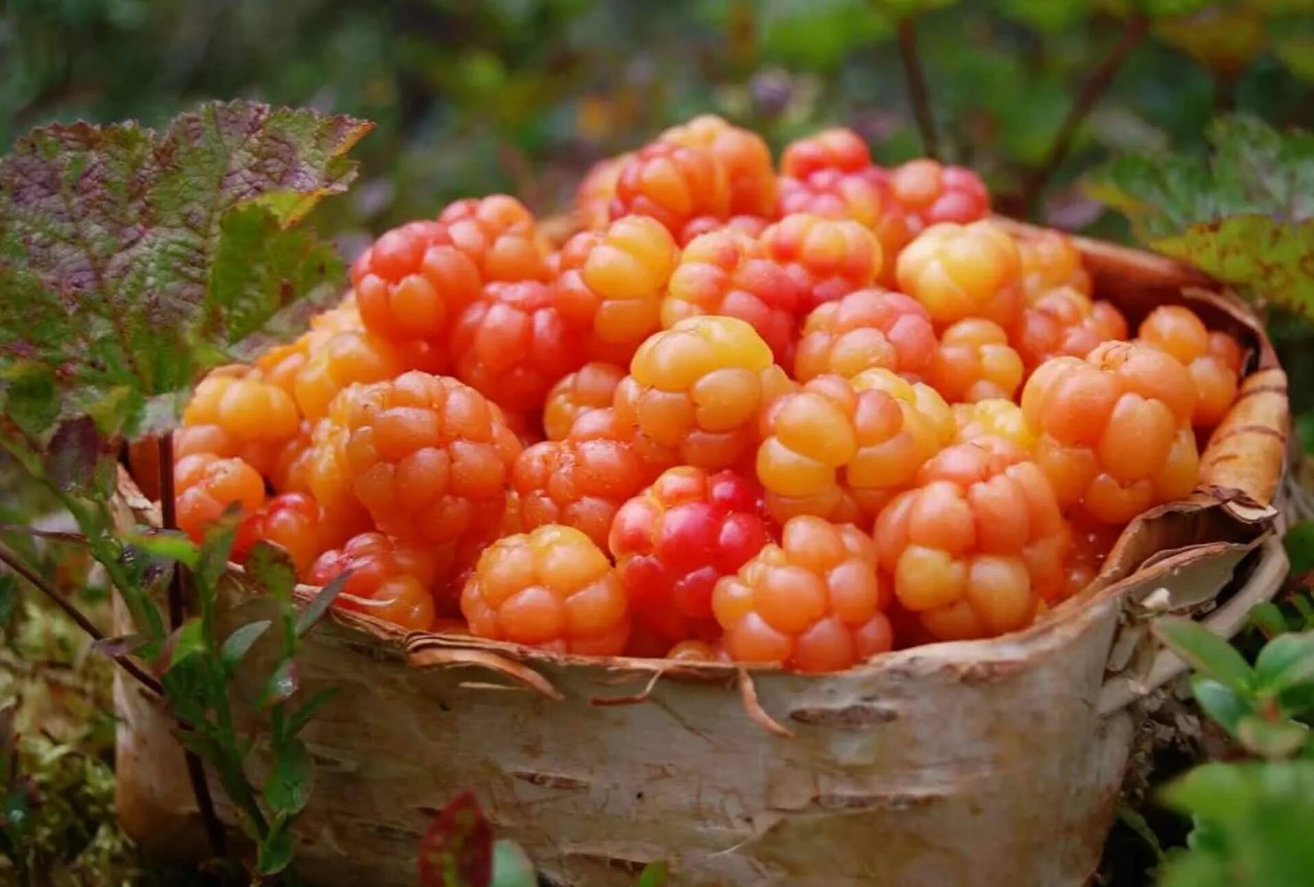 Cloudberry. Царская ягода Морошка. Северная ягода Морошка. Царь ягода Морошка. Морошка обыкновенная.