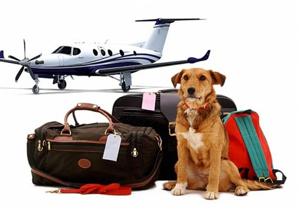 Собака в самолете. Авиаперевозка животных. Собака с чемоданом. Путешествие с домашними животными. Выезд собаки за границу