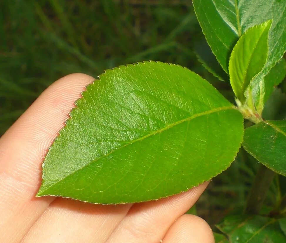 Salix bebbiana. Листок ивы. Белые точки на листьях ивы. Форма листа ивы