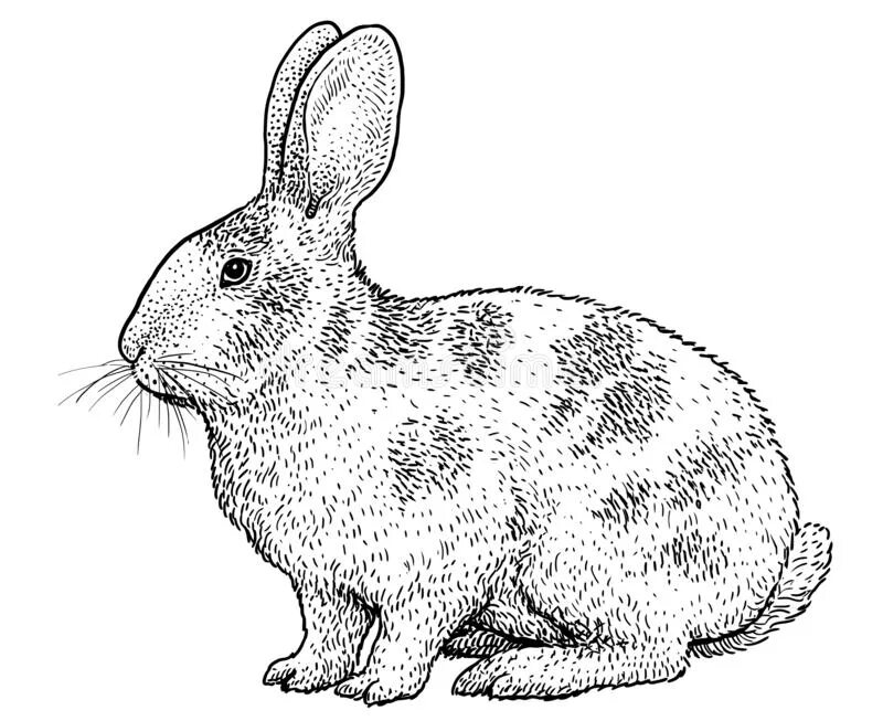 На рисунке изображены горностаевые кролики. Кролик рисунок вектор. Кролик эскиз. Графическая иллюстрация кролик.