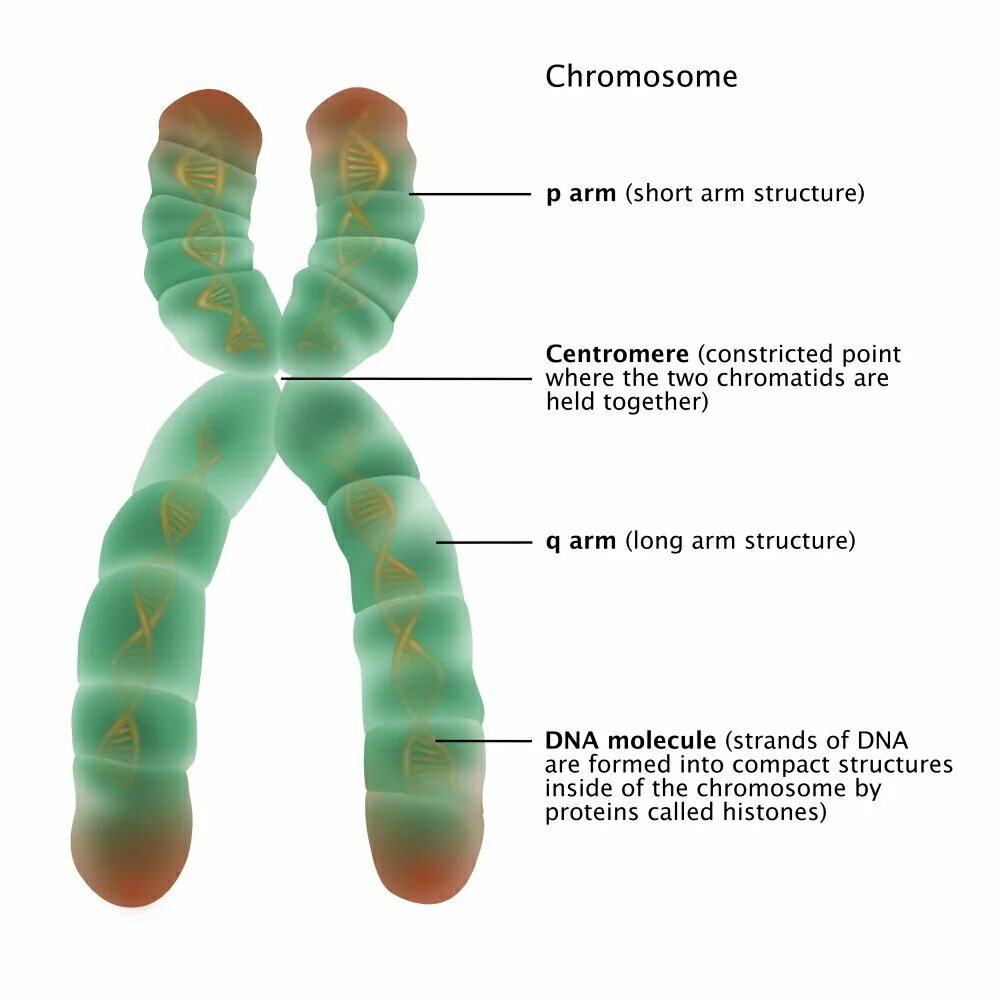 Хромосомы краба. Хромосома. Строение хромосомы. Строение хромосомы рисунок. ДНК И хромосомы.