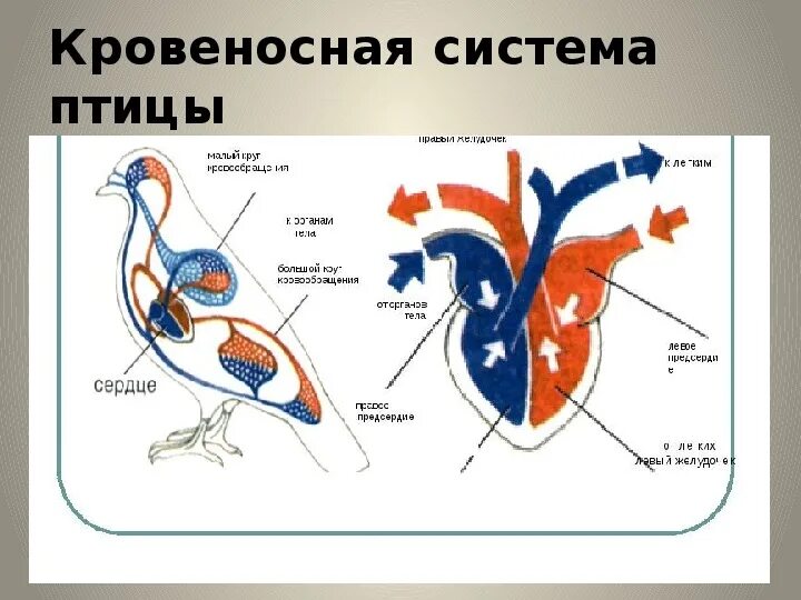 Органы кровообращения у птиц. Кровеносная система птиц 7 класс биология. Схема строения кровеносной системы птиц. Схема кровеносной системы птицы биология 7 класс. Кровеносная система птиц 7 класс биология кратко.