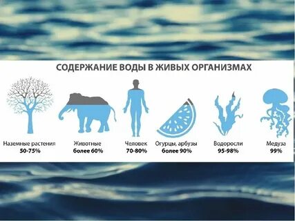 Необходимый всем живым организмам