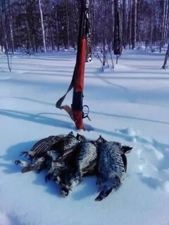На кого охотятся зимой