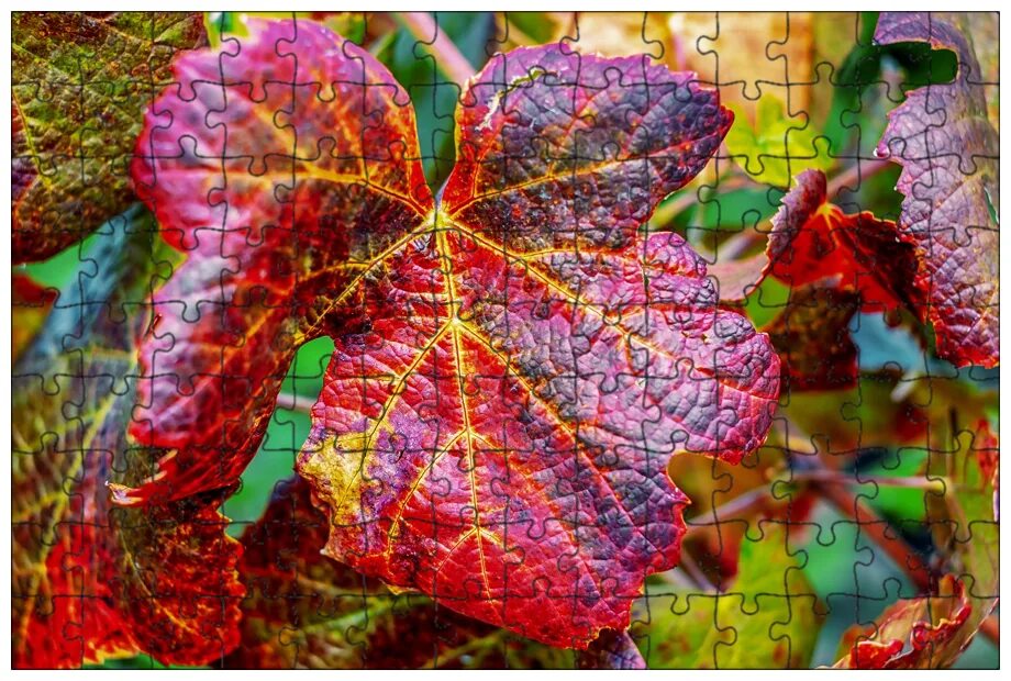 Лист красного винограда купить. Листья красного винограда. Виноградные листья красные. Бордовые листья на винограде. Красный лист.