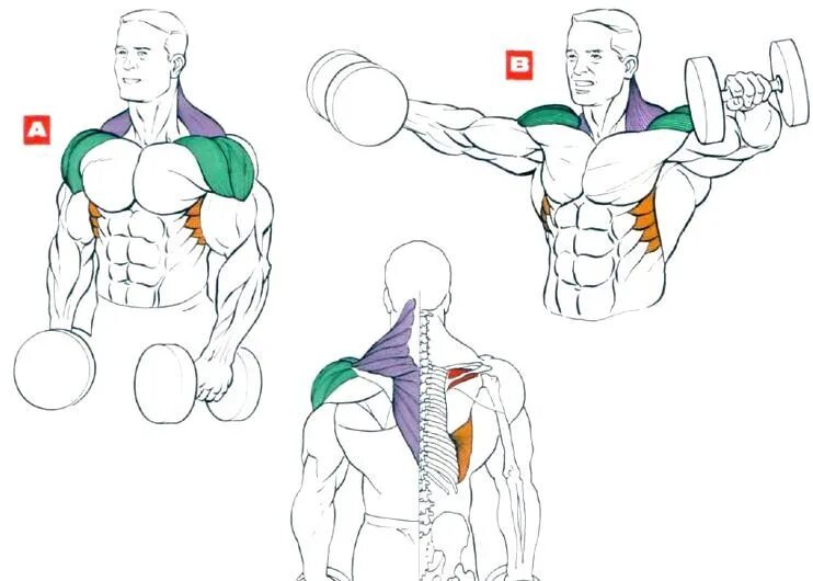 Разводка гантелей на плечи. Махи с гантелями стоя на среднюю дельту. Подъем гантелей передняя Дельта. Передняя Дельта с гантелями. Упражнения на плечи с гантелями.