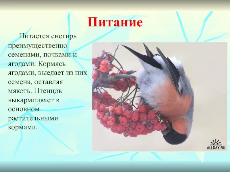 Описание снегиря. Рассказ про снегиря. Снегирь презентация. Доклад про снегиря. Особенности птицы снегирь