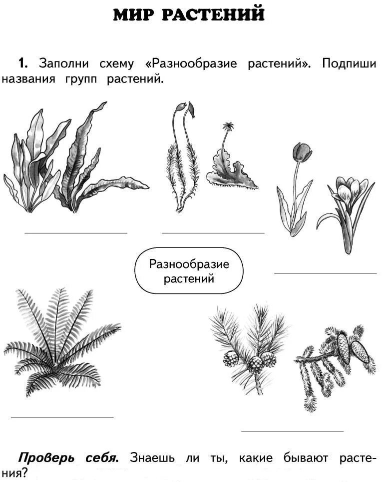 Проверочная работа по растительному сообществу. Мир растений. Задания по окружающему миру растения. Растительный мир окружающий. Растительный мир и растительный мир.