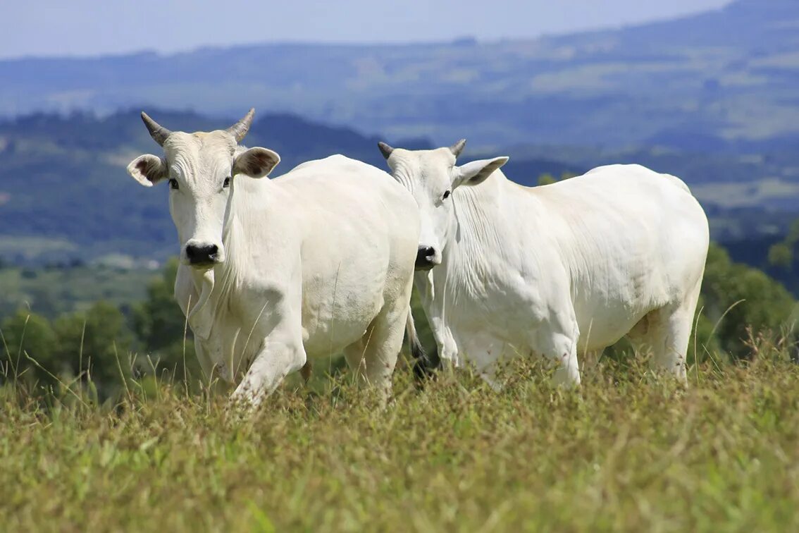 Зебу. Bovino. Неллоре порода коров. Agronegocio Seedgrain. Boi на русском