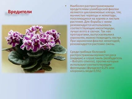 Фиалка комнатная описание