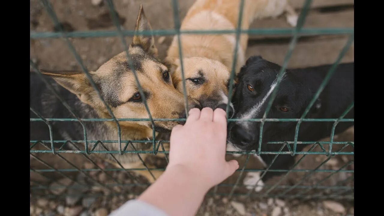 Видео приюта ковчег. Ковчег надежды приют для собак Красноярск. Калининградский приют для собак Ковчег. Ковчег надежды Красноярск животные.